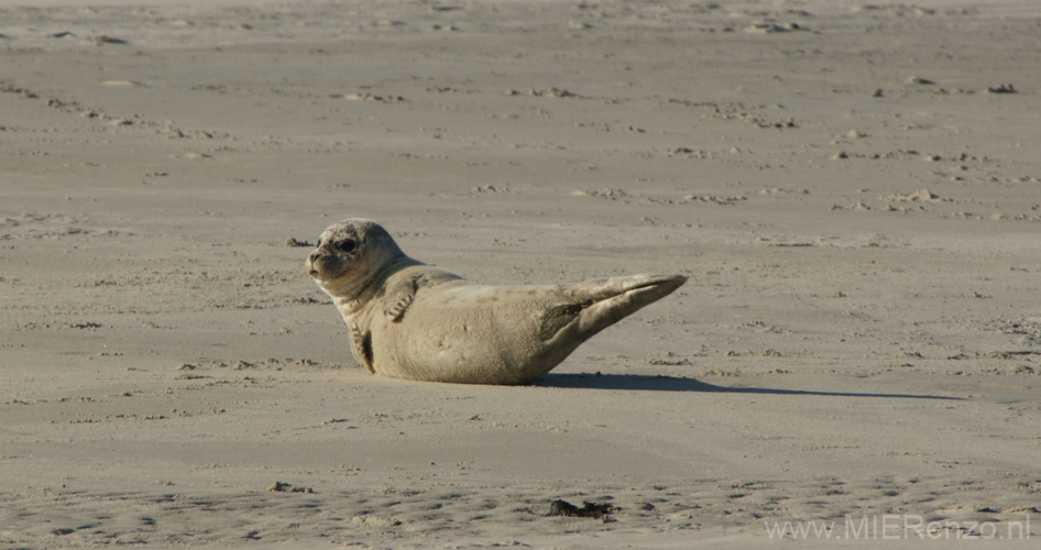 20111022143054 Ameland - -