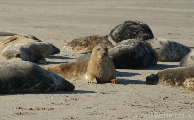 20111022143107 Ameland - 