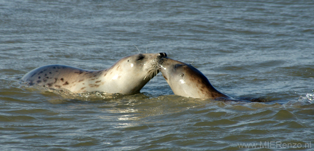 20111022143450 Ameland - KUSJE!!