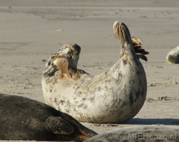 20111022143534 Ameland - 