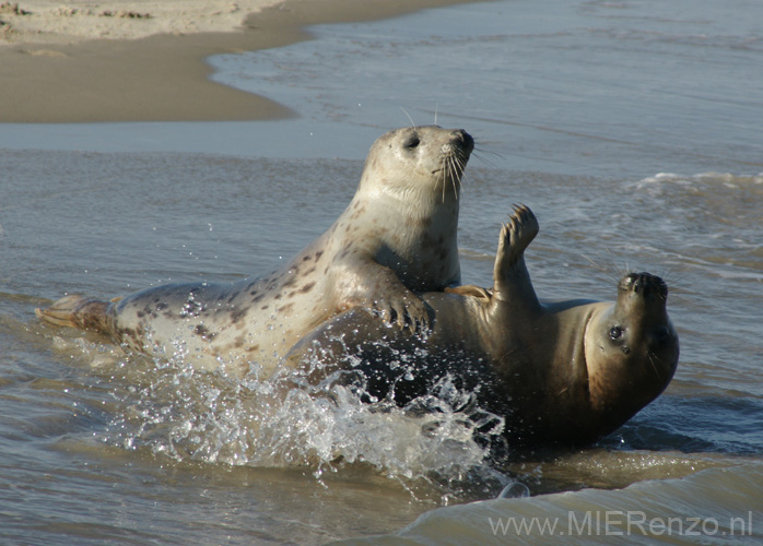 20111022143553 Ameland - 