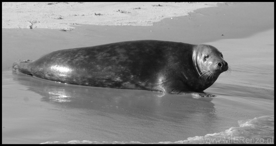 20111022143907 Ameland -