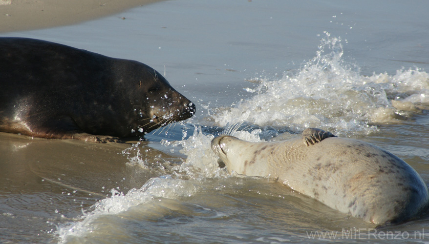 20111022143925 Ameland - -