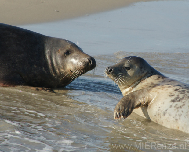 20111022143941 Ameland - 