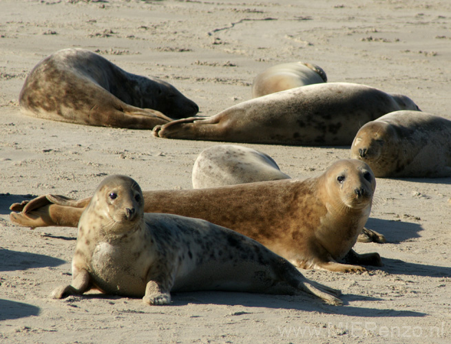 20111022144539 Ameland - 