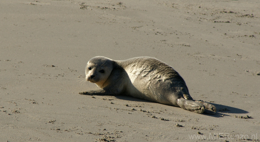 20111022144912 Ameland - -