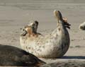 20111022143534 Ameland - 