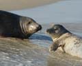 20111022143941 Ameland - 