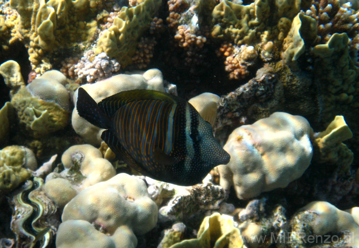 20100515155834  Egypte - snorkelen