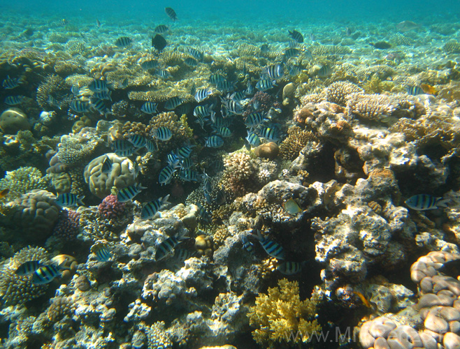 20100515162146  Egypte - snorkelen