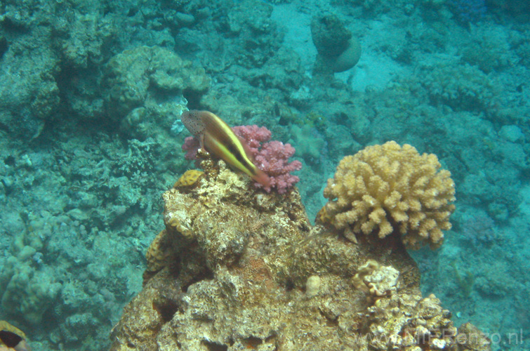 20100517122508  Egypte - Forster's Hawkfish