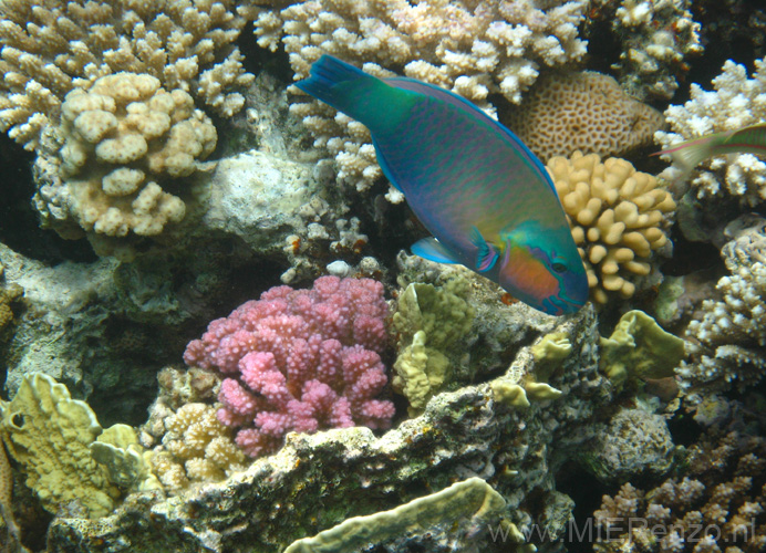20100517123706  Egypte - Papegaaivis