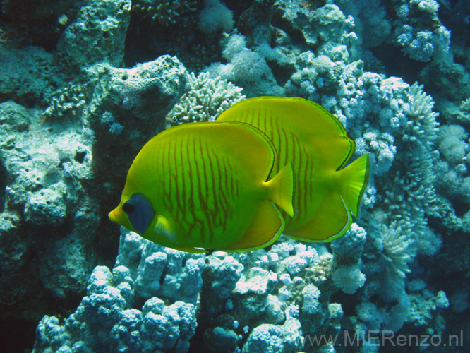 20100518120726  Egypte - Masked Butterflyfish