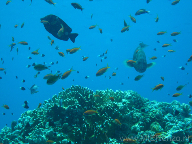 20100518120818  Egypte - Onderwaterwereld