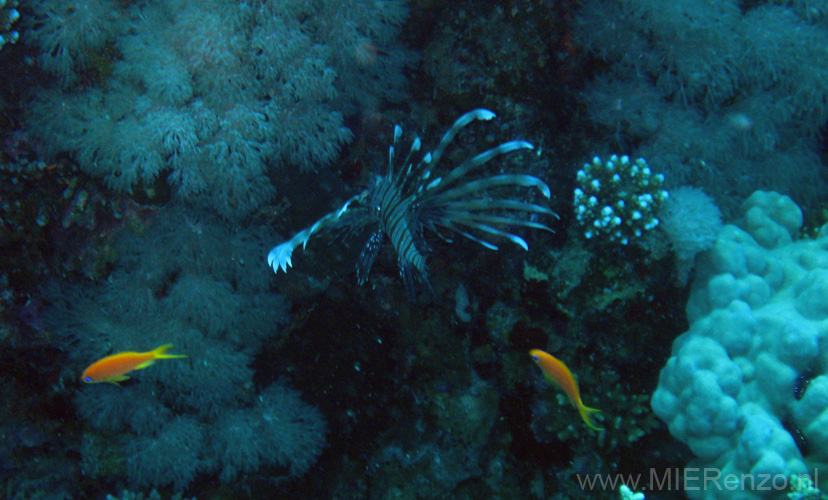 20100518120830  Egypte - Lion Fish