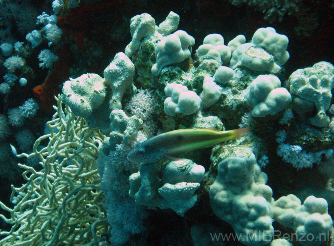 20100518122831  Egypte - Forster's Hawkfish
