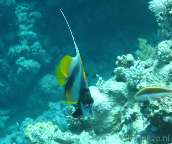 20100518123601  Egypte - Enge kop!
