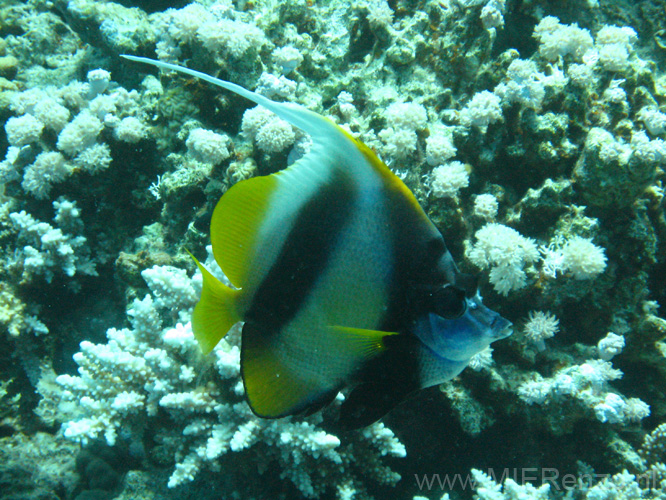 20100518123613  Egypte - Red Sea Bannerfish