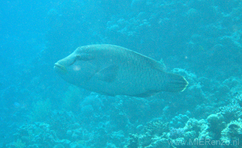 20100518163222  Egypte - Napoleonvis
