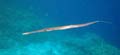 20100517163047  Egypte - Cornetfish