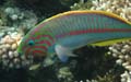 20100517163430  Egypte - Klunzinger's Wrasse