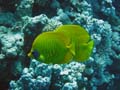 20100518120726  Egypte - Masked Butterflyfish