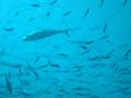 20100518161537  Egypte - Makreel (trevallyfish)