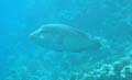 20100518163222  Egypte - Napoleonvis