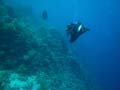 20100519112549  Egypte - Mohammed zwemt hem achterna