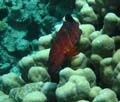 20100519115540  Egypte - Half spotted grouper