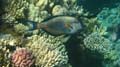 20100520173408  Egypte - Sohal Surgeonfish