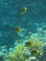 20100520175025  Egypte - Striped Butterflyfish