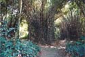 95 Indonesië A (58) Java - Bogor