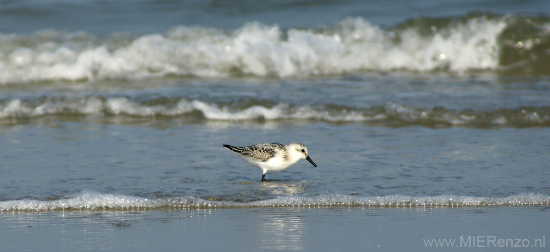 20111002113039 Terschelling