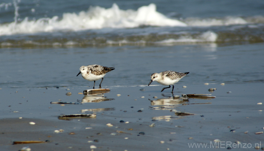 20111002113448 Terschelling