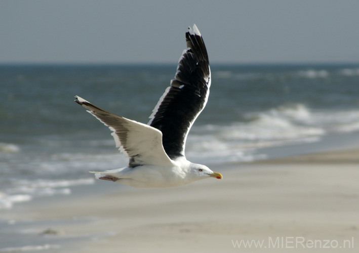 20111003132736 Terschelling-