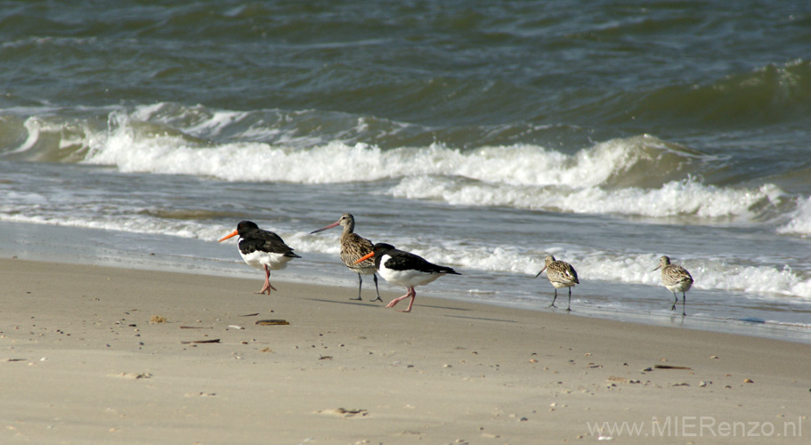 20111003133422 Terschelling-