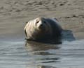 20110929145852 Terschelling-