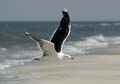 20111003132736 Terschelling-