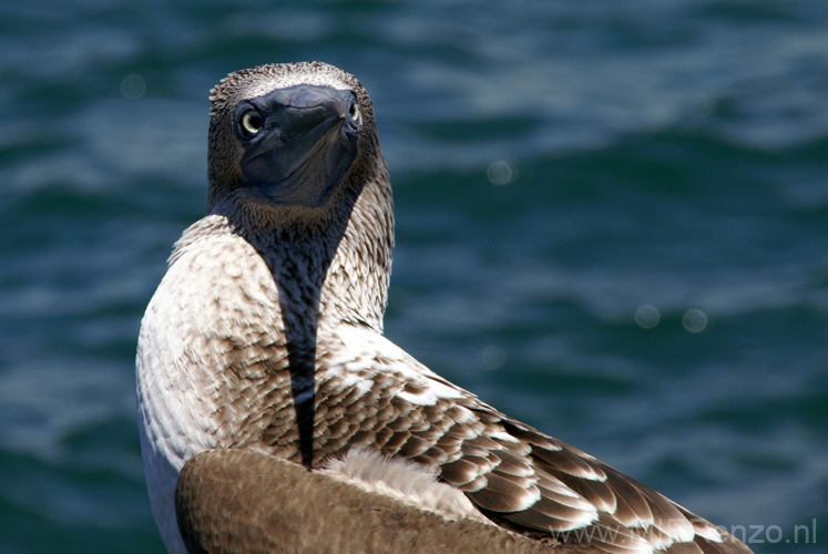 20080511 A (13) Aankomst Galapagos Eilanden - welkom door de blue footed booby