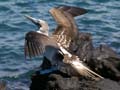 20080511 A (10) Aankomst Galapagos Eilanden - welkom door de blue footed booby