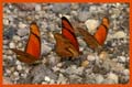 20080430 A (21) Onderweg - koninginnedagvlinders hihi