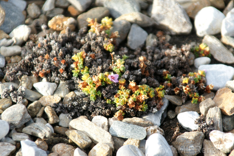 20100831120021 Spitsbergen - Engelsk bukta