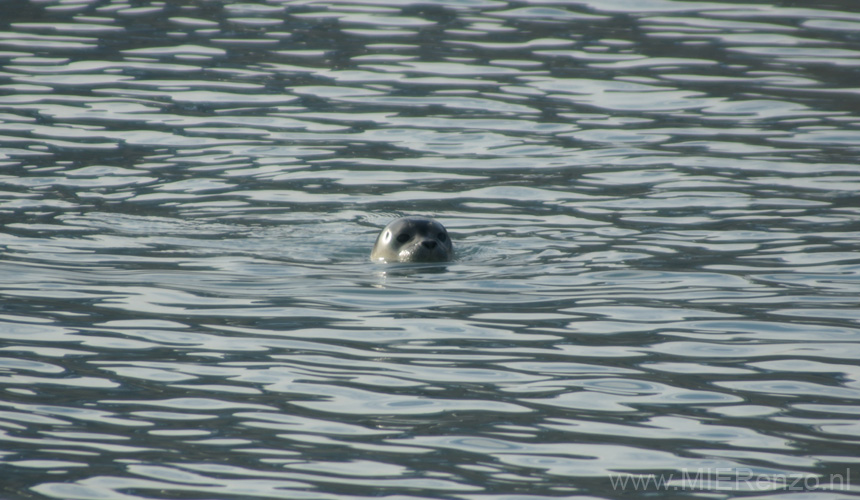 20100831120835 Spitsbergen - Engelsk bukta - Schatje!