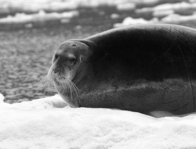 20100901153707 Spitsbergen - Kross Fjord - Baardrob