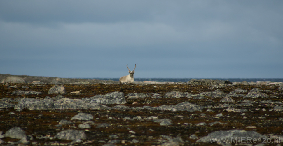 20100902145051 Spitsbergen - Smeerenburg - Rendier