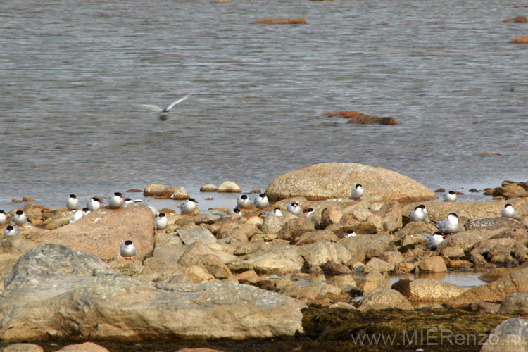 20100902145836 Spitsbergen - Smeerenburg