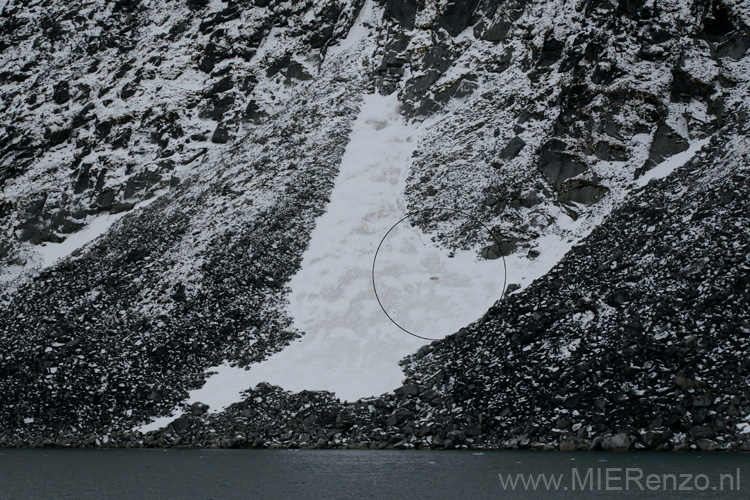 20100902185137 Spitsbergen - Holmiabukta - Zie je hem liggen