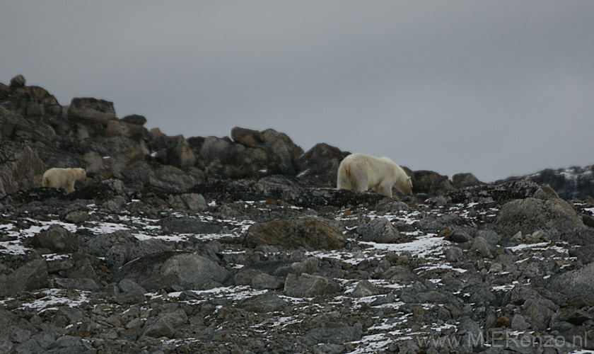 20100902190601 Spitsbergen - Holmiabukta - En weg zijn ze
