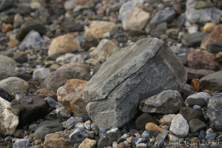 20100903103323 Spitsbergen - Hannabre